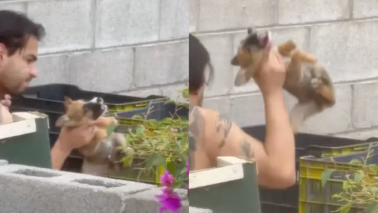 Chihuahua