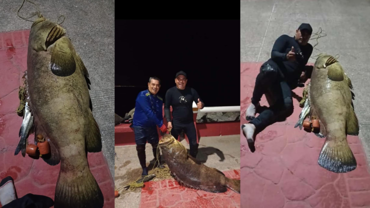 Capturan pez charna de 60 kilos en Coatzacoalcos