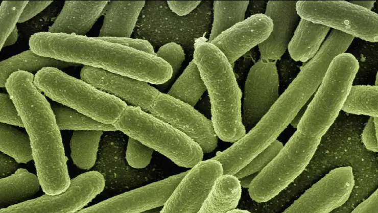 bacterias