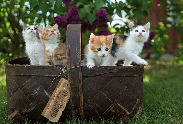 ¿Cuál es la raza de gatos más limpia?