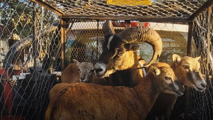 Profepa asegura cinco borregos muflones y dos llamas durante operativo en Zacatecas