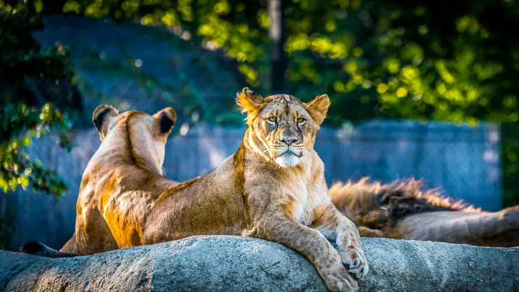 Cierra zoológico de Tamaulipas tras ataque de león a trabajador 