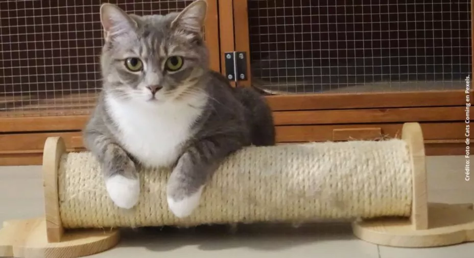Estas son las señales que demuestran que tu gato no es feliz