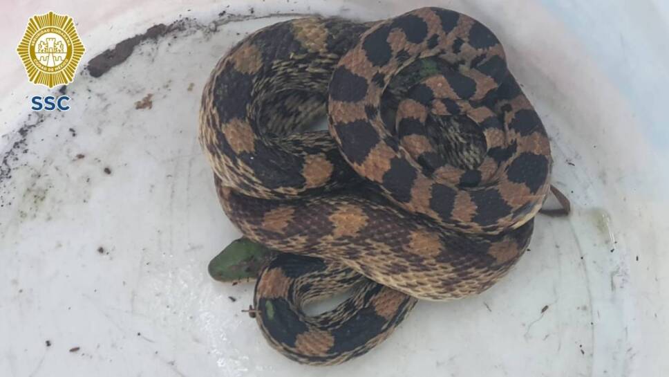 serpiente rescatada
