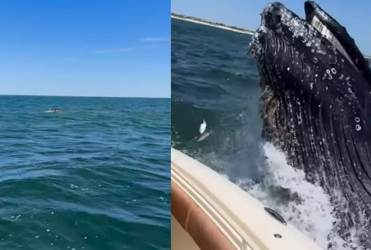 Ballena ataca yate en Long Beach