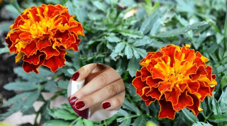 /estilo-de-vida/3-disenos-unas-inspirados-flor-cempasuchil