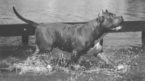 Muere perro tras ser ahogado presuntamente por su dueño en ‘Playa Fundadores’, Quintana Roo