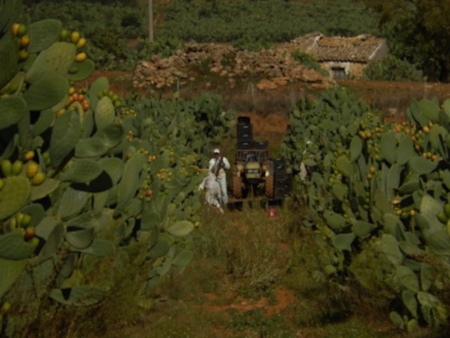 Nopal