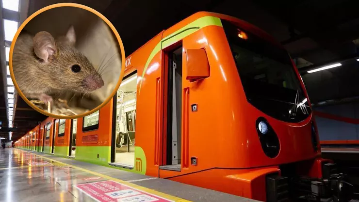 ratas en el Metro de la Ciudad