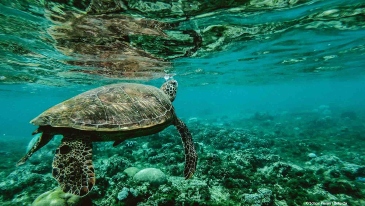 jóvenes golpean tortuga varada playa.jpg