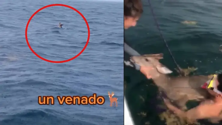 Rescatan a un venado perdido en el mar.