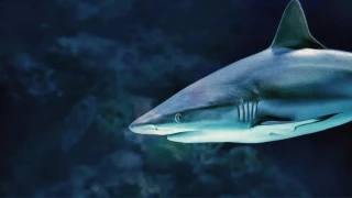 Ataque de tiburón en Australia