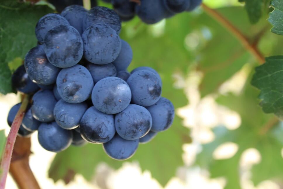 uvas para vino