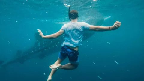 ¡TERROR EN EL MAR! Tiburón ataca a pareja en una playa sin socorristas; la mujer muere y el hombre es hospitalizado