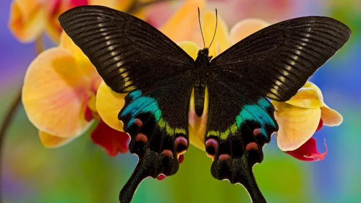 Esta es la mariposa de la muerte