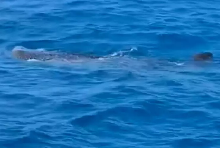 VIDEO_ Así fue como pescadores yucatecos captaron a 5 tiburones ballena en Yucalpetén