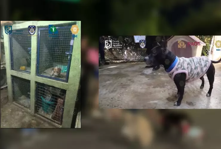 Autoridades catearon un refugio de animales en la colonia Narvarte.