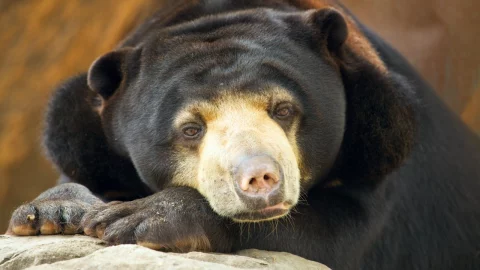 bear-portrait-2021-08-26-16-02-29-utc