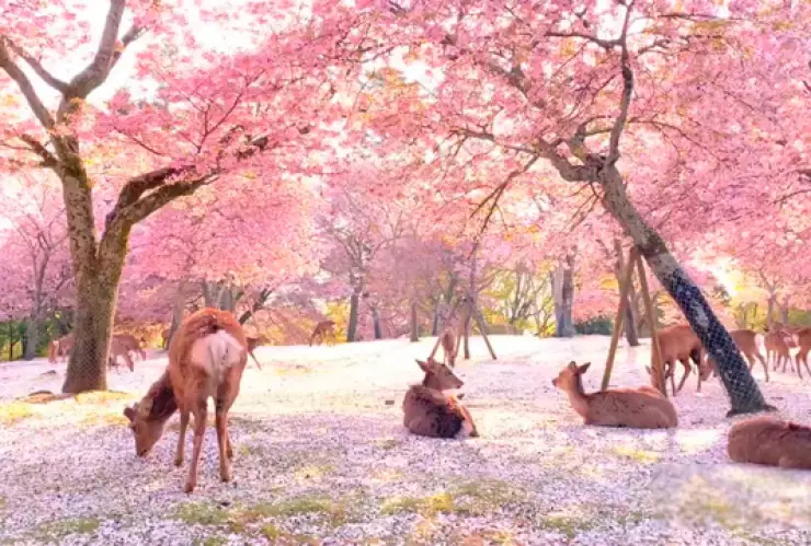 ciervos_japon.jpg