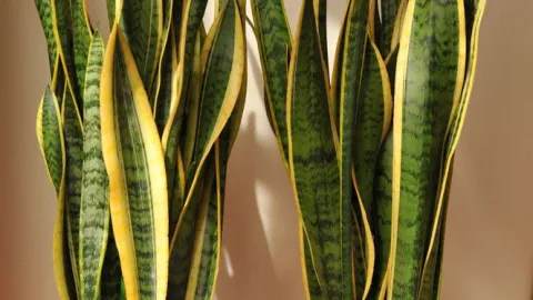 Planta de serpiente.