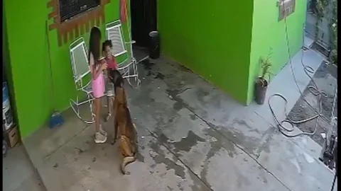 Perro ataque a niña en Coahuila y le deja 68 puntos de sutura en la cabeza