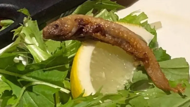 Restaurante japonés causa indignación al vender ajolote frito; esto dicen internautas