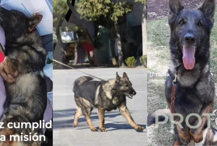 Muere perro rescatista