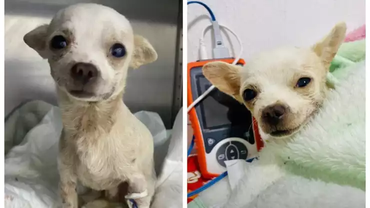 Pincky intentó salvar a su familia de un asalto
