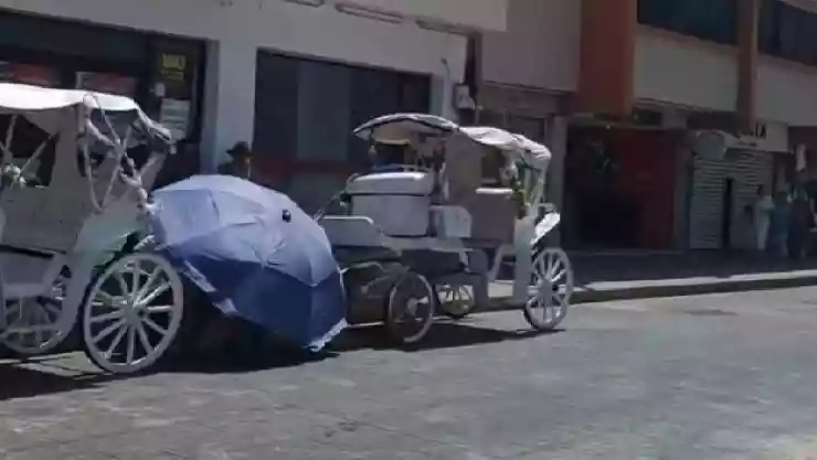 VIDEO_ Golpe de calor provoca el colapso de un caballo calesero en el centro de Mérida