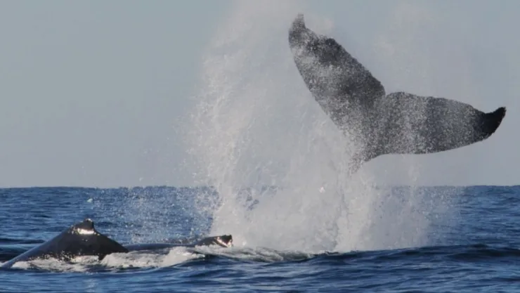 Avistamiento de ballenas en Mazatlán