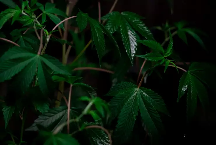 Retiran campamento de marihuana frente al Senado