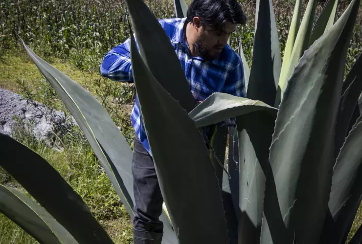 Raspado de maguey