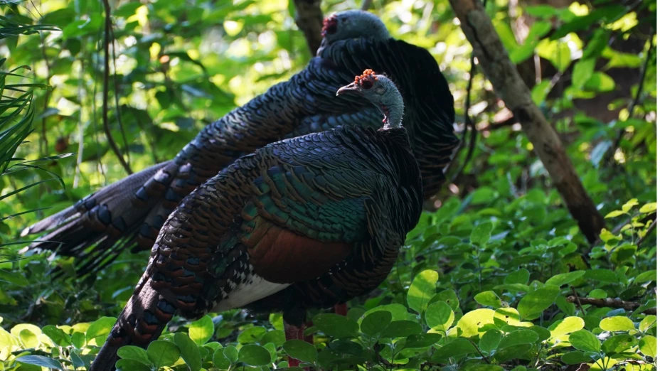 Pavos salvajes caminan en la Reserva de la Biósfera de Calakmul en la península de Yucatán