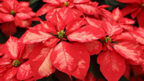 nochebuena cuidados temporada navideña