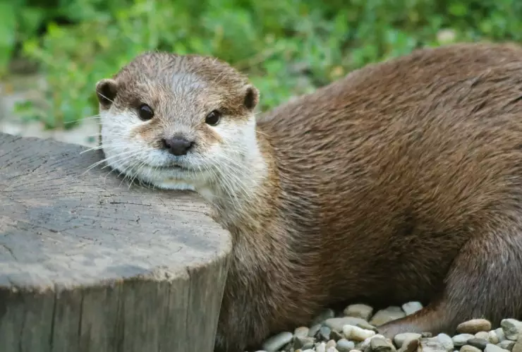 Nutrias piedra por qué.jpg