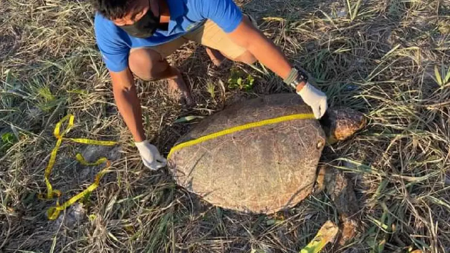 Hallan ejemplar de Caguama muerta en playa de Mahahual