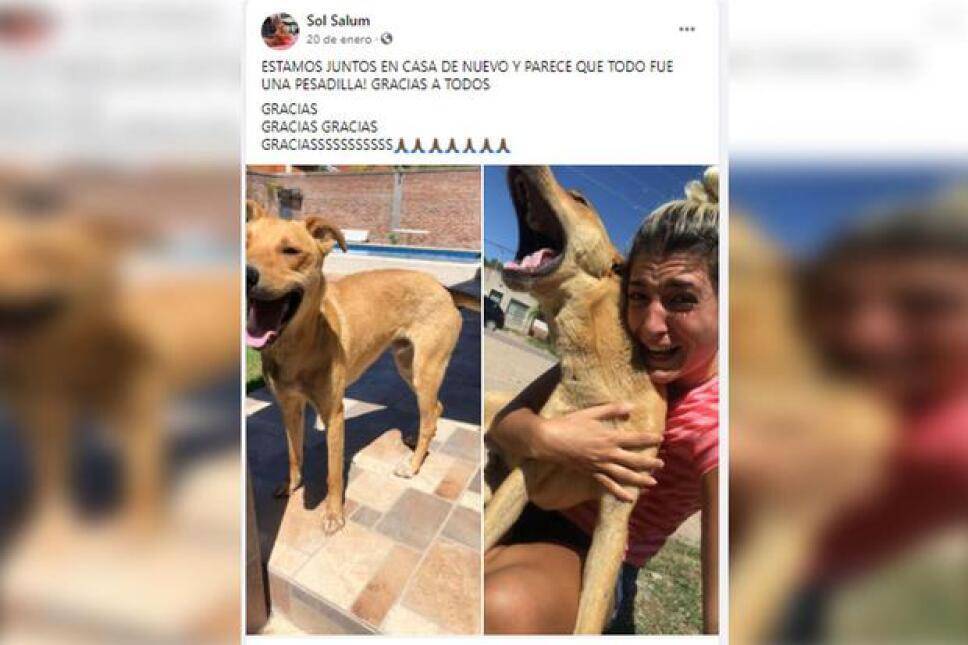 perrito perdido se reencuentra con su dueña