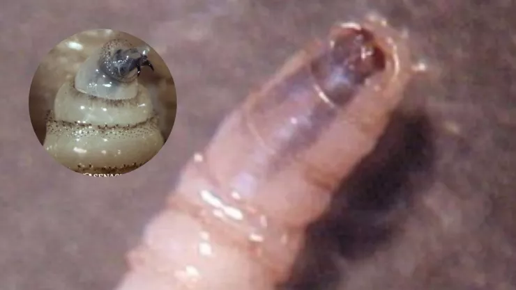 plaga gusano barrenador