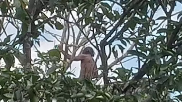 Para evitar ser detenido, hombre sube a un árbol en Tizimín