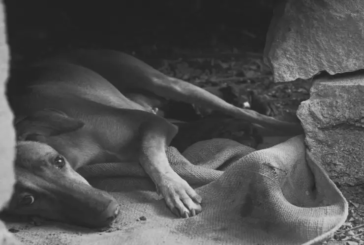 VIDEO: Perro provocó brutal accidente mientras perseguía a gato; ¡motociclista sale volando!