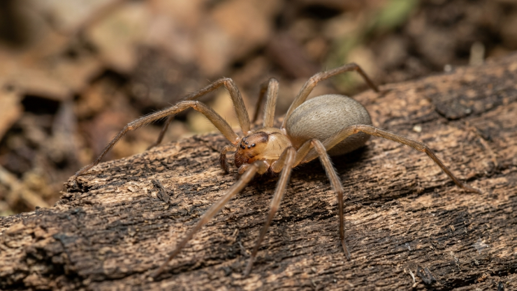 Araña violinista.png