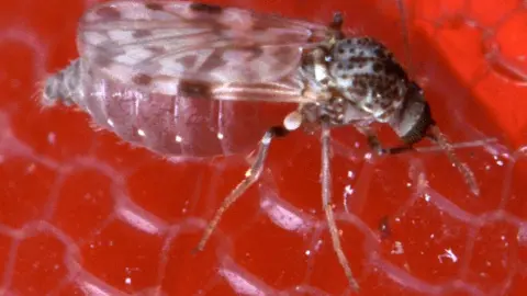 Plaga de CHAQUISTES en Tuxtla Gutierrez (6).jpg