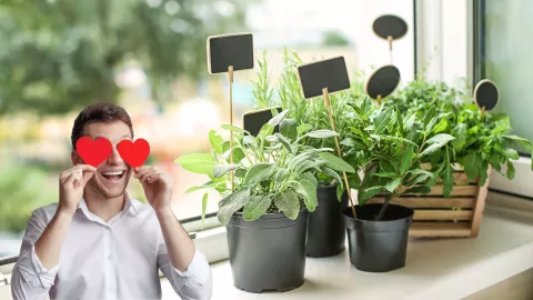 plantas aromáticas interior
