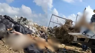 Investigan-a-Bienestar-Animal-de-Piedras-Negras-por-arrojar-perros-muertos-al-basurero-municipal-en-coahuila