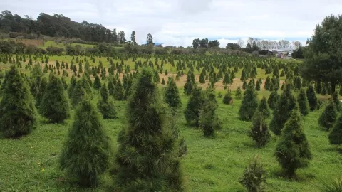 árboles de Navidad