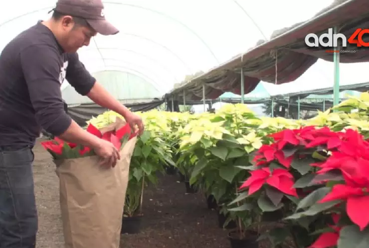 Comienza venta de nochebuena en México para fiestas decembrinas