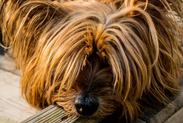 Raza del perro por la que murió el veterinario en Edomex