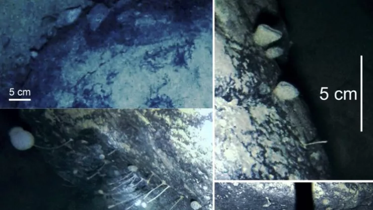 Encuentran extrañas criatura bajo el hielo de la Antártida