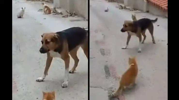 Perrito Van Damme