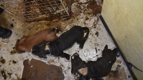 Los perritos se encontraban en condiciones sumamente insalubres y mal alimentados.